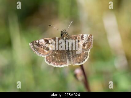 Dingy Skipper Butterfly, Erynnis Tages, a riposo, BBOWT Hartslock Reserve, Oxon, 14 maggio 2017. Foto Stock