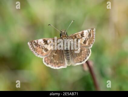 Dingy Skipper Butterfly, Erynnis Tages, a riposo, BBOWT Hartslock Reserve, Oxon, 14 maggio 2017. Foto Stock