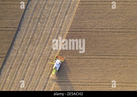 Vista dall'alto verso il basso dell'antenna di una trebbiatrice che raccoglie il grano Un settore agricolo in Finlandia Foto Stock