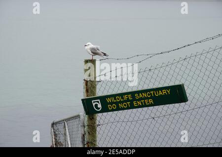 Gabbiano rosso-fatturato Chromicocephalus novaehollandiae scopulinus. Spiaggia piloti. Riserva naturale di Taiaroa Head. Penisola di Otago. Isola Sud. Nuova Zelanda. Foto Stock
