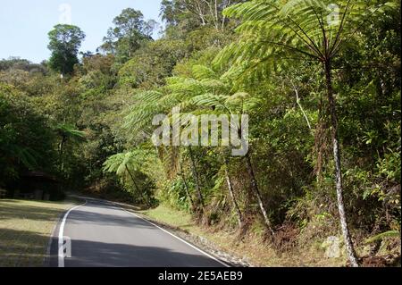 Pioggia foresta pianta. Contaminazioni di Cyatea, Tern dell'albero, Fern dell'albero malese. Kinabalu Park, Sabah, Malesia, Borneo Foto Stock