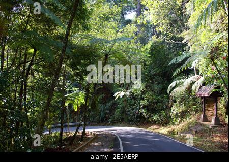 Pioggia foresta pianta. Contaminazioni di Cyatea, Tern dell'albero, Fern dell'albero malese. Kinabalu Park, Sabah, Malesia, Borneo Foto Stock