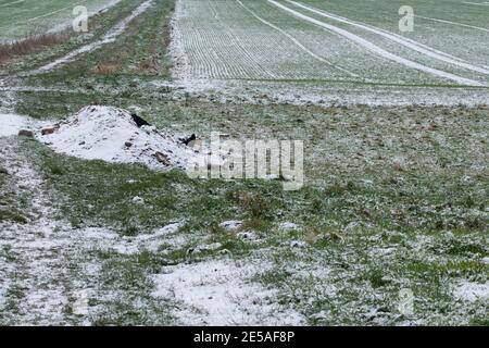 Paesaggio rurale innevato nella Westfalia orientale. Grano di inverno cresce nei campi. Foto Stock