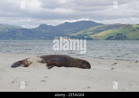 Leone di mare neozelandese Phocartos hookeri dormendo su una spiaggia. Te Rauone. Penisola di Otago. Otago. Isola Sud. Nuova Zelanda. Foto Stock