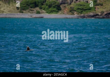 Shag pungatus di Phalacrocorax a macchie. Giovani in volo. Riserva naturale di Taiaroa Head. Penisola di Otago. Otago. Isola Sud. Nuova Zelanda. Foto Stock