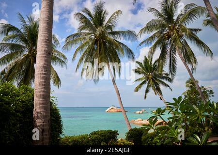 Isola tropicale che si affaccia sul Golfo della Thailandia attraverso palme da cocco. Foto Stock