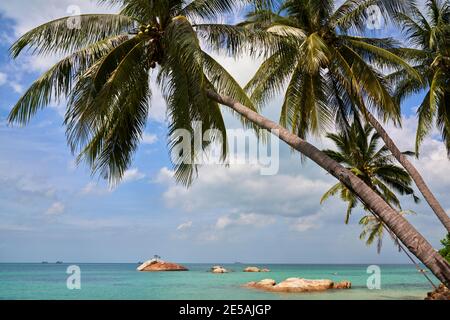 Isola tropicale che si affaccia sul Golfo della Thailandia attraverso palme da cocco. Foto Stock