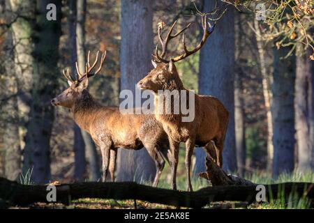 Due grandi cervi rossi (cervus elaphus) con antlers coltivati si trovano nel bosco, in Germania Foto Stock