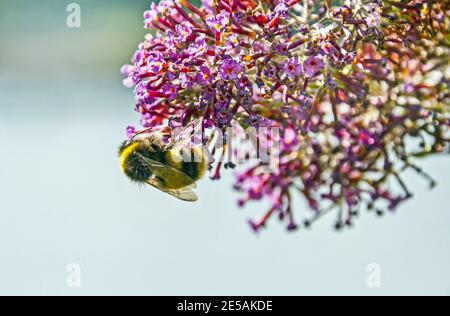 Ape pelata gialla e nera sul fiore di buddleja. Sono state sollevate interrogazioni sull’autorizzazione di Defra per l’uso di un pesticida contenente t. Foto Stock