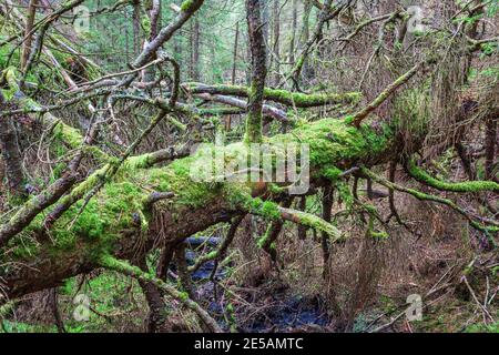 Albero caduto coperto di muschio verde nella foresta Foto Stock
