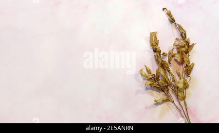Rami secchi di pianta di ibisco con foglie e boccioli di fiori. Su una superficie rosa, vista dall'alto, con spazio per la copia a destra. Foto Stock