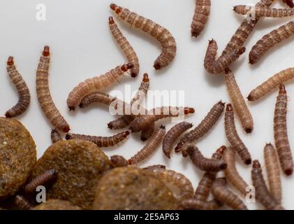 Piccoli vermi trovati in cibo secco cane / Kibble che misura circa 1 cm in lunghezza Foto Stock