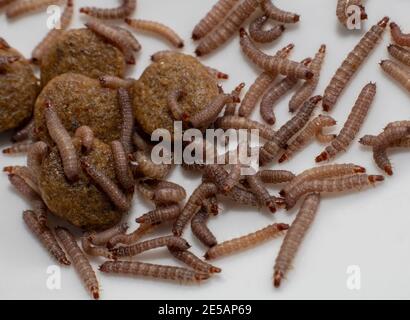 Piccoli vermi trovati in cibo secco cane / Kibble che misura circa 1 cm in lunghezza Foto Stock