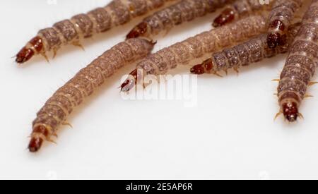 Piccoli vermi trovati in cibo secco cane / Kibble che misura circa 1 cm in lunghezza Foto Stock