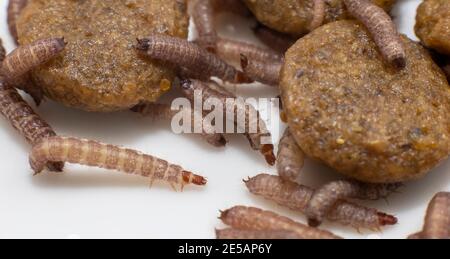 Piccoli vermi trovati in cibo secco cane / Kibble che misura circa 1 cm in lunghezza Foto Stock