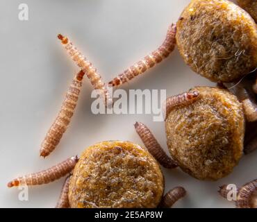 Piccoli vermi trovati in cibo secco cane / Kibble che misura circa 1 cm in lunghezza Foto Stock