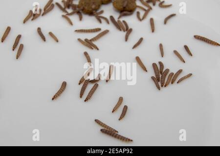 Piccoli vermi trovati in cibo secco cane / Kibble che misura circa 1 cm in lunghezza Foto Stock