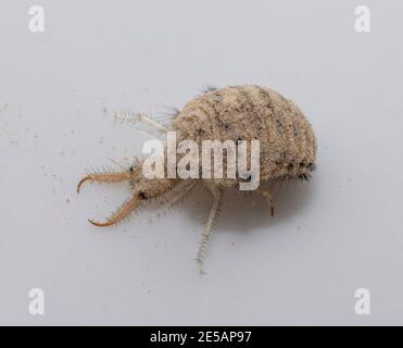 Una piccola larve dall'insetto di Antlion Foto Stock