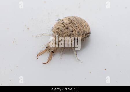 Una piccola larve dall'insetto di Antlion Foto Stock