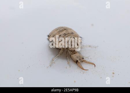 Una piccola larve dall'insetto di Antlion Foto Stock