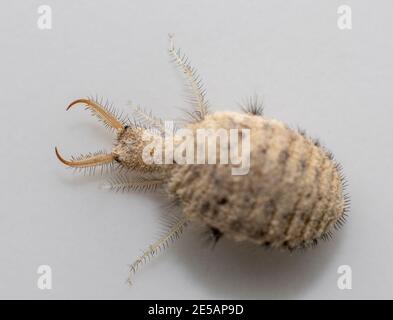 Una piccola larve dall'insetto di Antlion Foto Stock