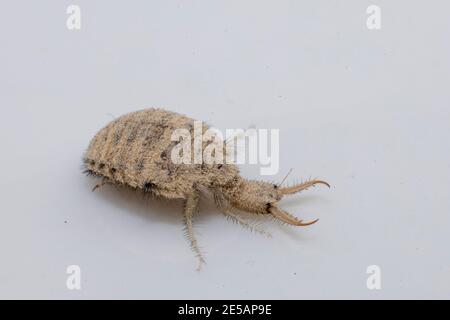 Una piccola larve dall'insetto di Antlion Foto Stock