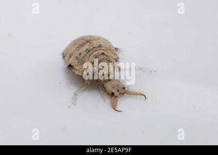 Una piccola larve dall'insetto di Antlion Foto Stock