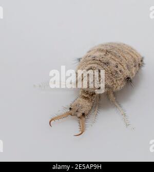 Una piccola larve dall'insetto di Antlion Foto Stock