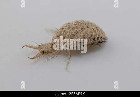 Una piccola larve dall'insetto di Antlion Foto Stock