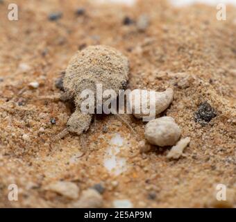 Una piccola larve dall'insetto di Antlion Foto Stock