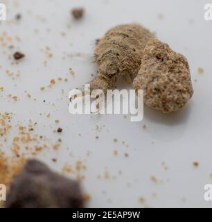 Una piccola larve dall'insetto di Antlion Foto Stock