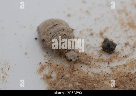 Una piccola larve dall'insetto di Antlion Foto Stock