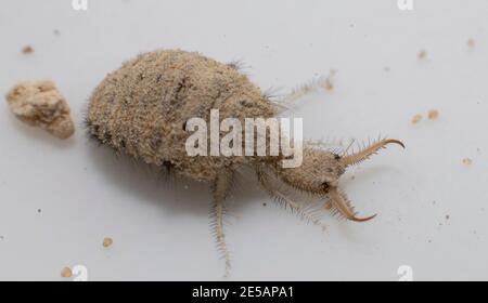 Una piccola larve dall'insetto di Antlion Foto Stock