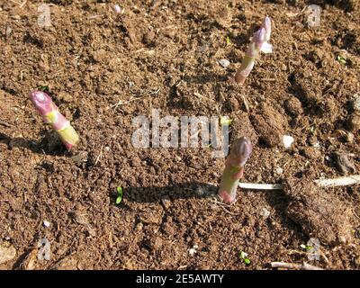 GLI ASPARAGI iniziano a crescere in primavera Foto Stock