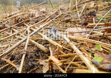 Femmina Grande scricchiolone (Triturus cristatus) su una riserva naturale nella campagna del Regno Unito Herefordshire. Fabruary 2017 Foto Stock