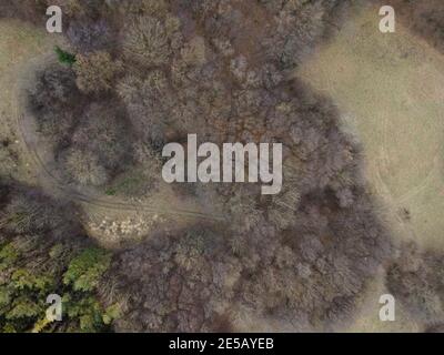 Bella immagine aerea drone della Vienna Woods in gennaio nel pomeriggio Foto Stock