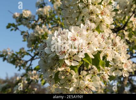 Fiori di pero fiorito, primo piano, Heidelberg, Baden-Wuerttemberg, Germania Foto Stock