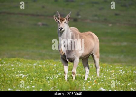 Eland (Taurotragus oryx), Riserva naturale De Hoop, Capo Occidentale, Sudafrica Foto Stock