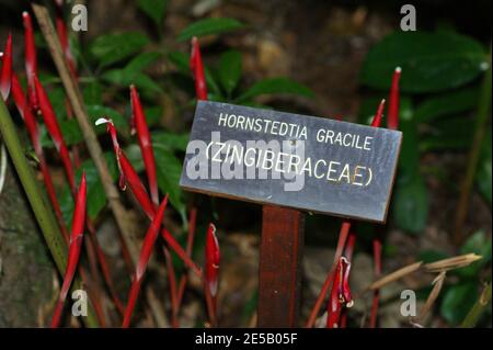 Hornstedtia gracile, Zingiberaceae nel Giardino Botanico del Monte Kinabalu. Kinabalu Park, Sabah, Malesia, Borneo Foto Stock