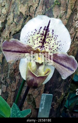 Macro immagine di paphiopedilum, Winston Churchill 'Indomitable', Orchidaceous, Giardini Botanici reali, Kew Foto Stock