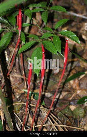 Hornstedtia gracile, Zingiberaceae nel Giardino Botanico del Monte Kinabalu. Kinabalu Park, Sabah, Malesia, Borneo Foto Stock