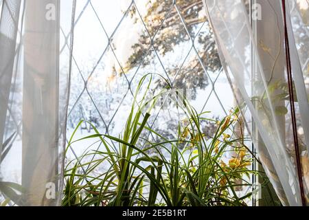 foglie verdi di piante domestiche su soglia in casa di campagna e. vista offuscata del cortile coperto di neve attraverso la finestra durante l'inverno freddo giorno (fuoco sulle foglie sulla fronte Foto Stock