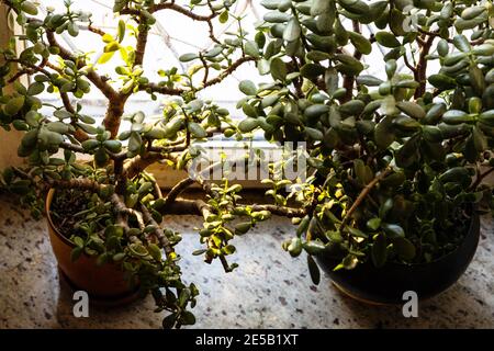 above view of Crassula houseplants in flowerpots on granite sill illuminated by sun through window Foto Stock