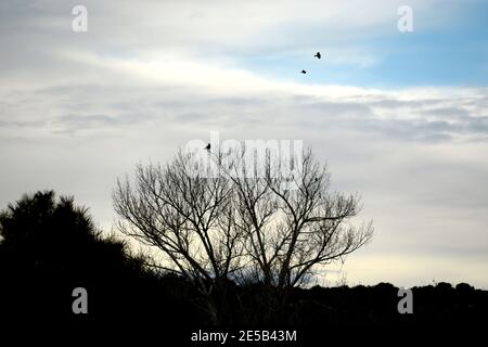 Ravens perch in un albero senza frondolo e lentamente librarsi nel cielo sopra il sud-ovest americano vicino a Santa Fe, New Mexico. Foto Stock