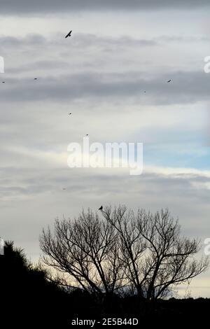 Ravens perch in un albero senza frondolo e lentamente librarsi nel cielo sopra il sud-ovest americano vicino a Santa Fe, New Mexico. Foto Stock