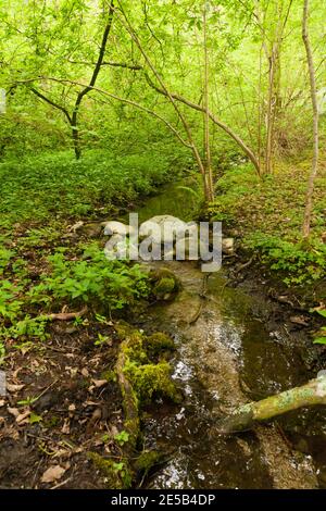 Un tappeto di aglio selvatico o ramsoms su un Rive di un torrente boscoso in primavera a Wrexham Galles del Nord Foto Stock