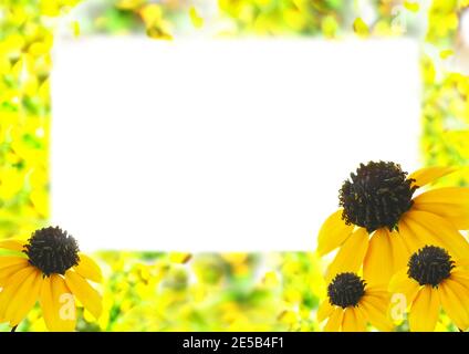 Modello mock-up con rudbeckias e spazio di testo bianco. Sfondo estivo con cornice floreale per pagine di album, album fotografici, biglietti d'auguri, cartoline Foto Stock