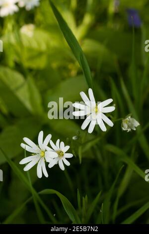 Grande Stitchwort nome latino Rabelera fiori di ologa sul bosco passeggiata In primavera a Wrexham nel Galles del Nord Foto Stock