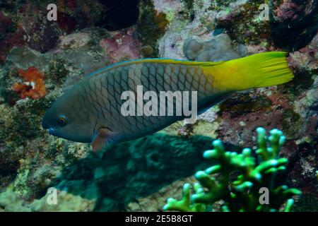 Scarus ferrugineus, pesce ragazzino, Rost-Papageifisch, Coraya Beach, Rotes Meer, Ägypten, Mar Rosso, Egitto, femmina, Weibchen Foto Stock