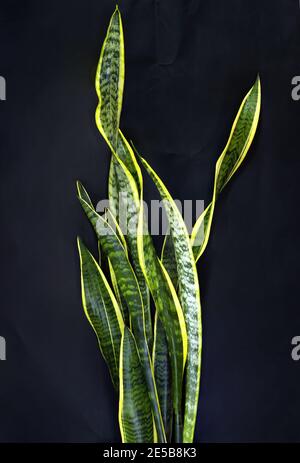 Impianto per decorazione d'interni, sansevieria su sfondo scuro Foto Stock